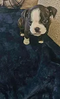 Bonnie, a female Boston Terrier for sale in Valparaiso, IN – 4 of 4