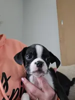 Clyde, a male Boston Terrier for sale in Valparaiso, IN – Photo 4 of 4