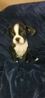 Clyde, a male Boston Terrier for sale in Valparaiso, IN – Photo 1 of 4