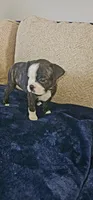 Bonnie, a female Boston Terrier for sale in Valparaiso, IN – 2 of 4