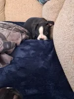 Hutch, a male Boston Terrier for sale in Valparaiso, IN – 5 of 5