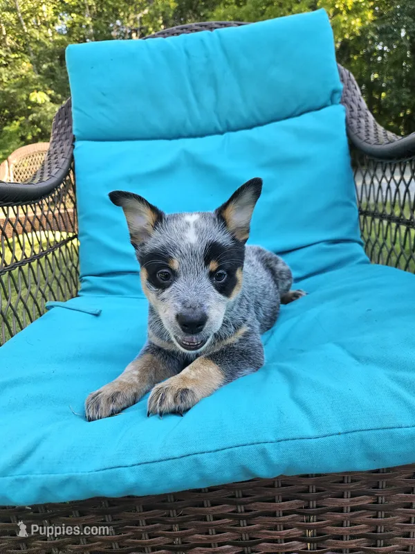 Nitrous – Australian Cattle Dog puppy for sale in Reidsville, NC