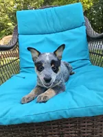 Nitrous, a male Australian Cattle Dog for sale in Reidsville, NC – 1 of 4