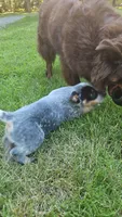 Aku Aku, a male Australian Cattle Dog for sale in Reidsville, NC – 5 of 6