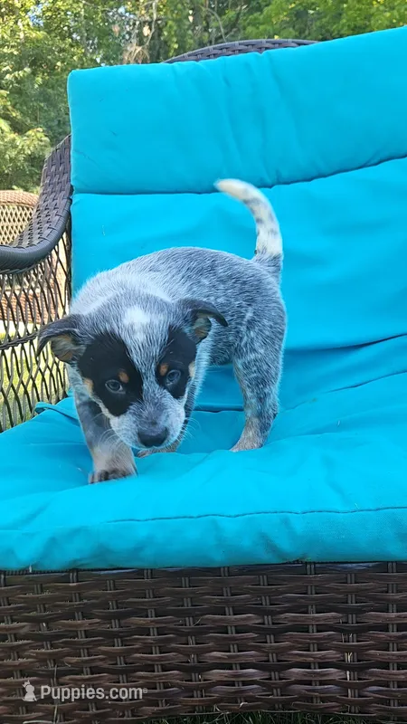 Aku Aku – Australian Cattle Dog puppy for sale in Reidsville, NC