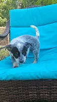 Aku Aku, a male Australian Cattle Dog for sale in Reidsville, NC – 1 of 6