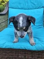 Crash Bandicoot, a male Australian Cattle Dog for sale in Reidsville, NC – 6 of 6
