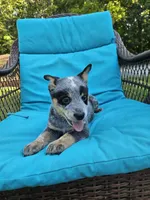 Nitrous, a male Australian Cattle Dog for sale in Reidsville, NC – 3 of 4