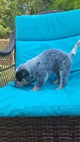 Aku Aku, a male Australian Cattle Dog for sale in Reidsville, NC – 4 of 6
