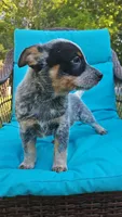 Aku Aku, a male Australian Cattle Dog for sale in Reidsville, NC – 3 of 6