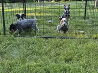 Crash Bandicoot, a male Australian Cattle Dog for sale in Reidsville, NC – 5 of 6