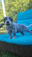 Aku Aku, a male Australian Cattle Dog for sale in Reidsville, NC – 2 of 6