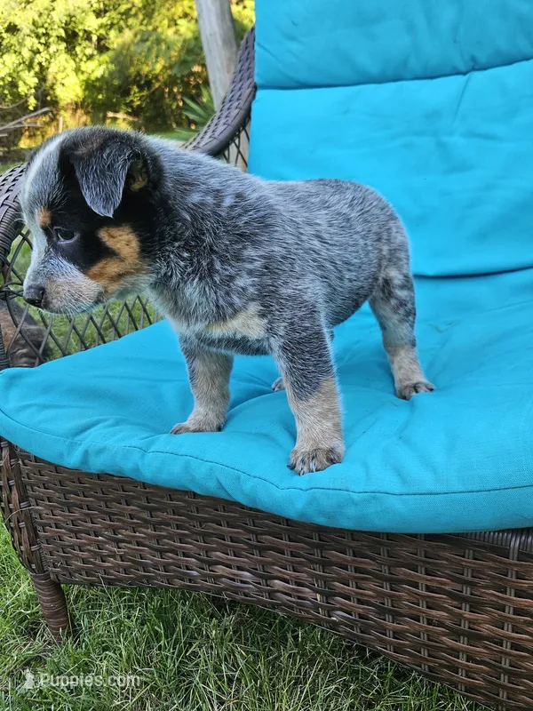 Crash Bandicoot – Australian Cattle Dog puppy for sale in Reidsville, NC