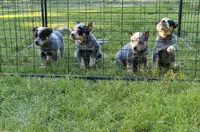 Crash Bandicoot, a male Australian Cattle Dog for sale in Reidsville, NC – 3 of 6
