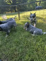 Nitrous, a male Australian Cattle Dog for sale in Reidsville, NC – 4 of 4