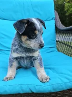 Crash Bandicoot, a male Australian Cattle Dog for sale in Reidsville, NC – 2 of 6