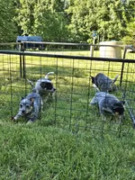 Aku Aku, a male Australian Cattle Dog for sale in Reidsville, NC – 6 of 6