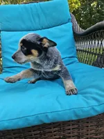 Nitrous, a male Australian Cattle Dog for sale in Reidsville, NC – 2 of 4