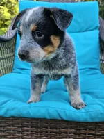 Crash Bandicoot, a male Australian Cattle Dog for sale in Reidsville, NC – 4 of 6
