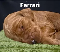 Ferrari, a female Irish Doodle for sale in Smithville, MS – Photo 2 of 2