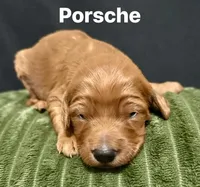 Porsche, a female Irish Doodle for sale in Smithville, MS – Photo 2 of 2