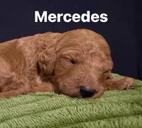 Mercedes, a female Irish Doodle for sale in Smithville, MS – Photo 2 of 2