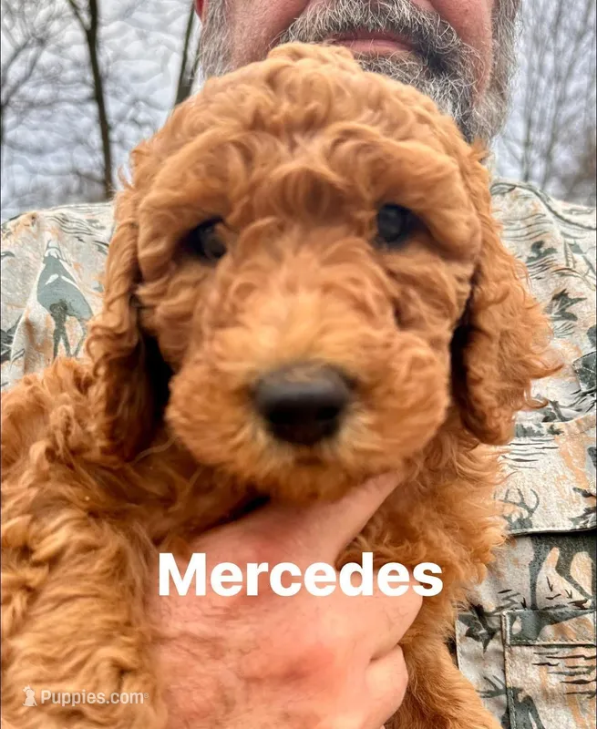Mercedes