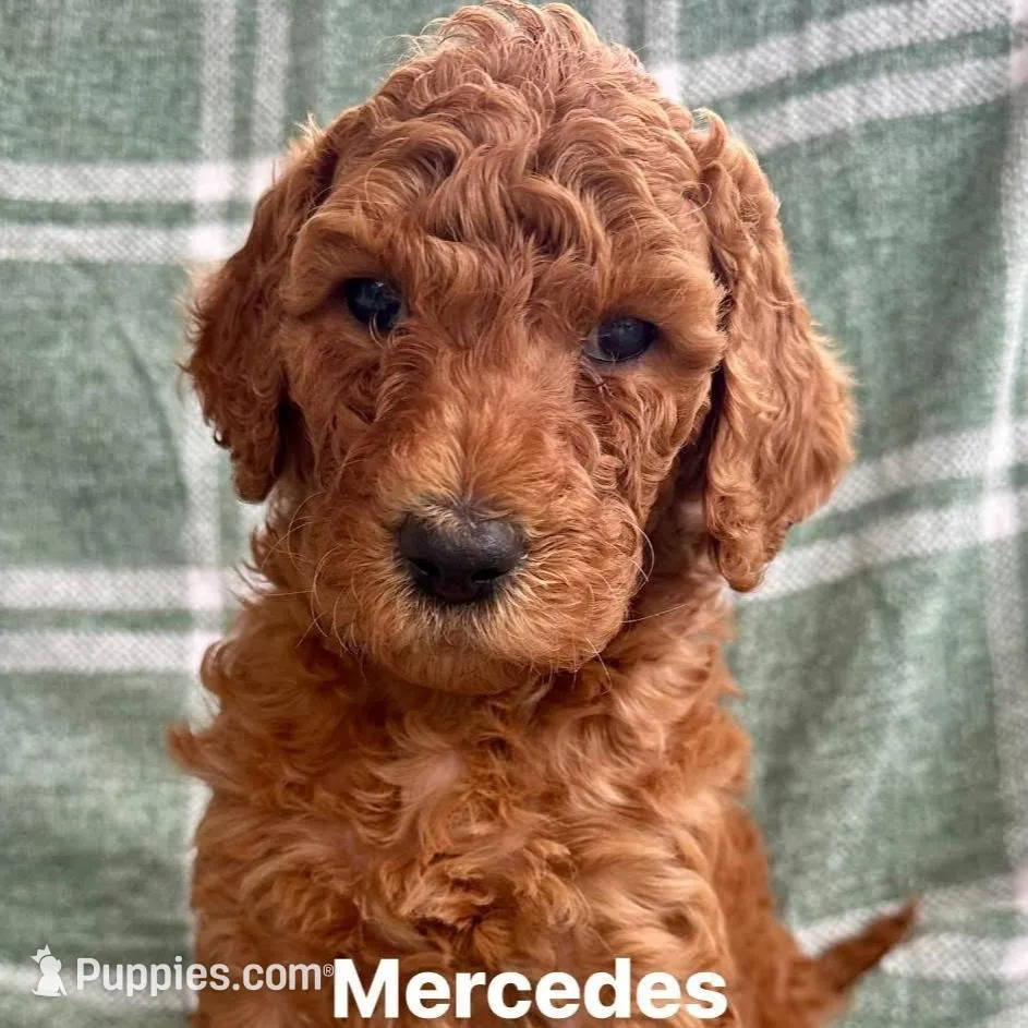 Mercedes
