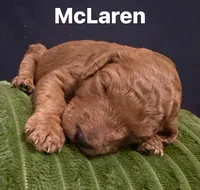 McLaren, a female Irish Doodle for sale in Smithville, MS – Photo 2 of 2
