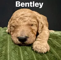 Bentley, a male Irish Doodle for sale in Smithville, MS – Photo 2 of 2