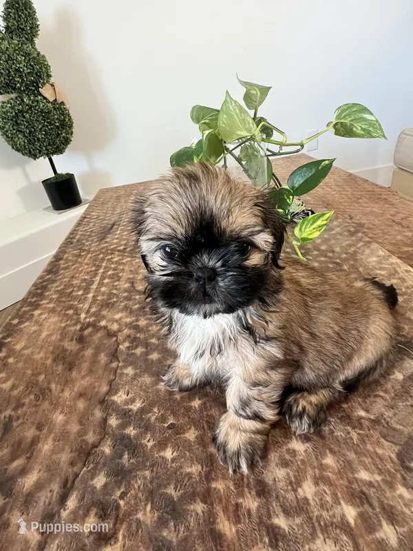 Cookie – Shih Tzu puppy for sale in Bakersfield, CA