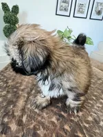 Cookie, a female Shih Tzu for sale in Bakersfield, CA – Photo 2 of 2