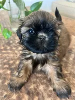 She-runt, a female Shih Tzu for sale in Bakersfield, CA – Photo 1 of 2