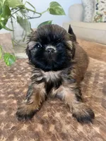 She-runt, a female Shih Tzu for sale in Bakersfield, CA – Photo 2 of 2