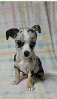 Little, a female Chihuahua for sale in Union City, NJ – 8 of 8