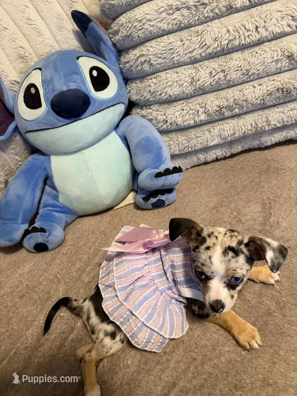 Little – Chihuahua puppy for sale in Union City, NJ