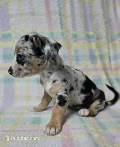 Little – Chihuahua puppy for sale in Union City, NJ