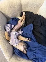 Little, a female Chihuahua for sale in Union City, NJ – 2 of 8
