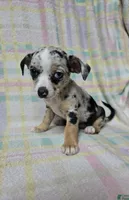 Little, a female Chihuahua for sale in Union City, NJ – 4 of 8