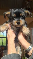 Lucy's and Benji's Black Collar Puppy , a male Yorkshire Terrier for sale in Cottage Grove, MN – Photo 3 of 10