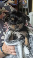Lucy's and Benji's Black Collar Puppy , a male Yorkshire Terrier for sale in Cottage Grove, MN – Photo 4 of 10