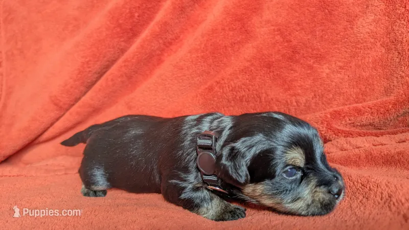 Lucy's and Benji's Black Collar Puppy  – Yorkshire Terrier puppy for sale in Cottage Grove, MN