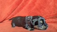 Lucy's and Benji's Black Collar Puppy , a male Yorkshire Terrier for sale in Cottage Grove, MN – Photo 1 of 4