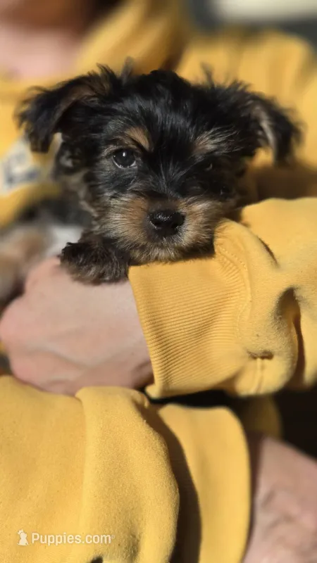 Lucy's and Benji's Black Collar Puppy  – Yorkshire Terrier puppy for sale in Cottage Grove, MN