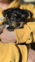 Lucy's and Benji's Black Collar Puppy , a male Yorkshire Terrier for sale in Cottage Grove, MN – Photo 1 of 10
