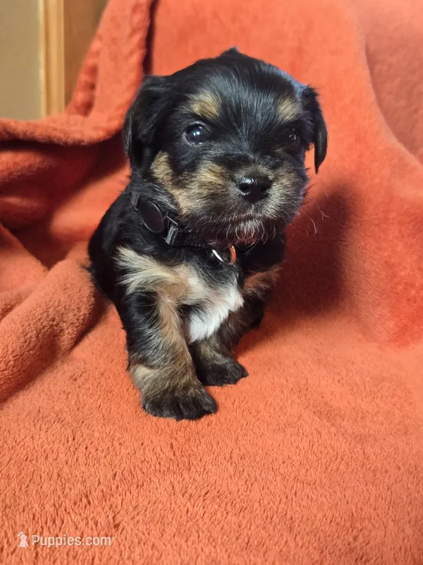 Lucy's and Benji's Black Collar Puppy  – Yorkshire Terrier puppy for sale in Cottage Grove, MN