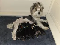 Lucy's and Benji's Black Collar Puppy , a male Yorkshire Terrier for sale in Cottage Grove, MN – Photo 9 of 9