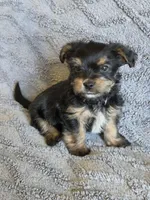 Lucy's and Benji's Black Collar Puppy , a male Yorkshire Terrier for sale in Cottage Grove, MN – Photo 3 of 9