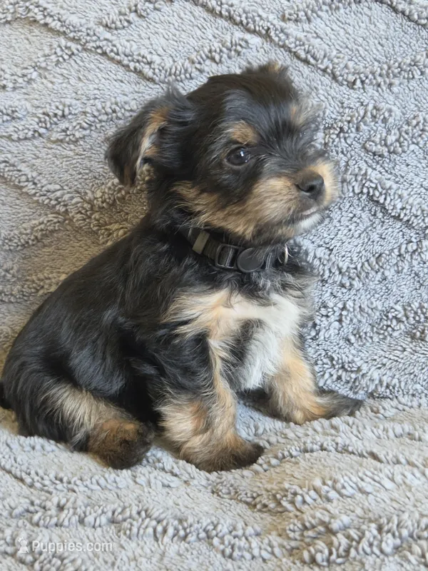Lucy's and Benji's Black Collar Puppy  – Yorkshire Terrier puppy for sale in Cottage Grove, MN