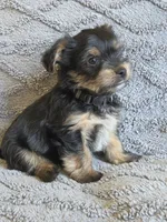 Lucy's and Benji's Black Collar Puppy , a male Yorkshire Terrier for sale in Cottage Grove, MN – Photo 1 of 9